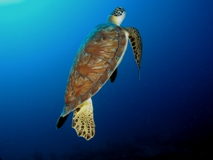 Green turtle going up for air photo courtesy BS and RD Kirkby
